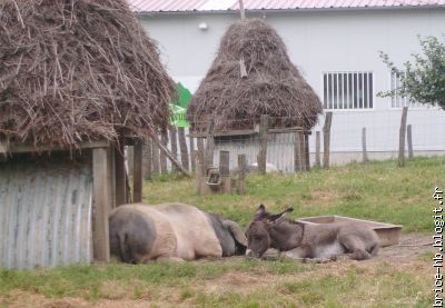 élevage d'anes et de cochons basques